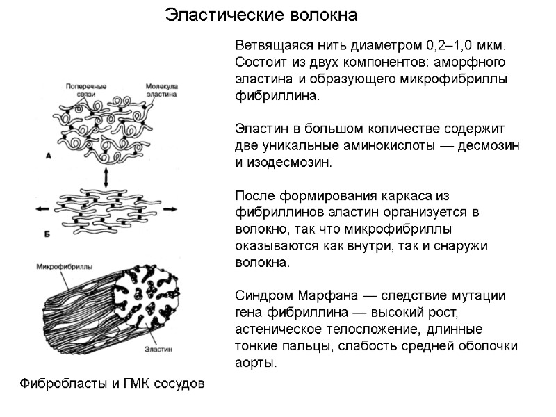 Эластические волокна Ветвящаяся нить диаметром 0,2–1,0 мкм. Состоит из двух компонентов: аморфного эластина и